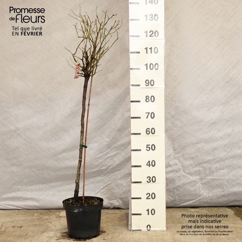 Rosa ad alberello Mareva Vaso da 7,5L/10L esemplare consegnato in inverno