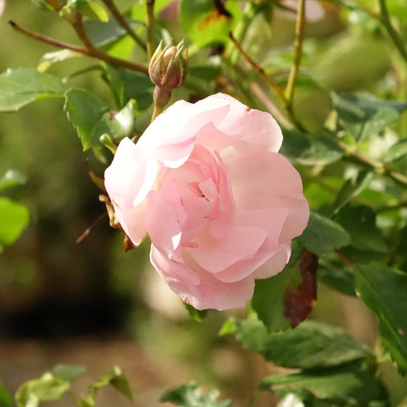 Rosa ad alberello Mareva (Fioritura)