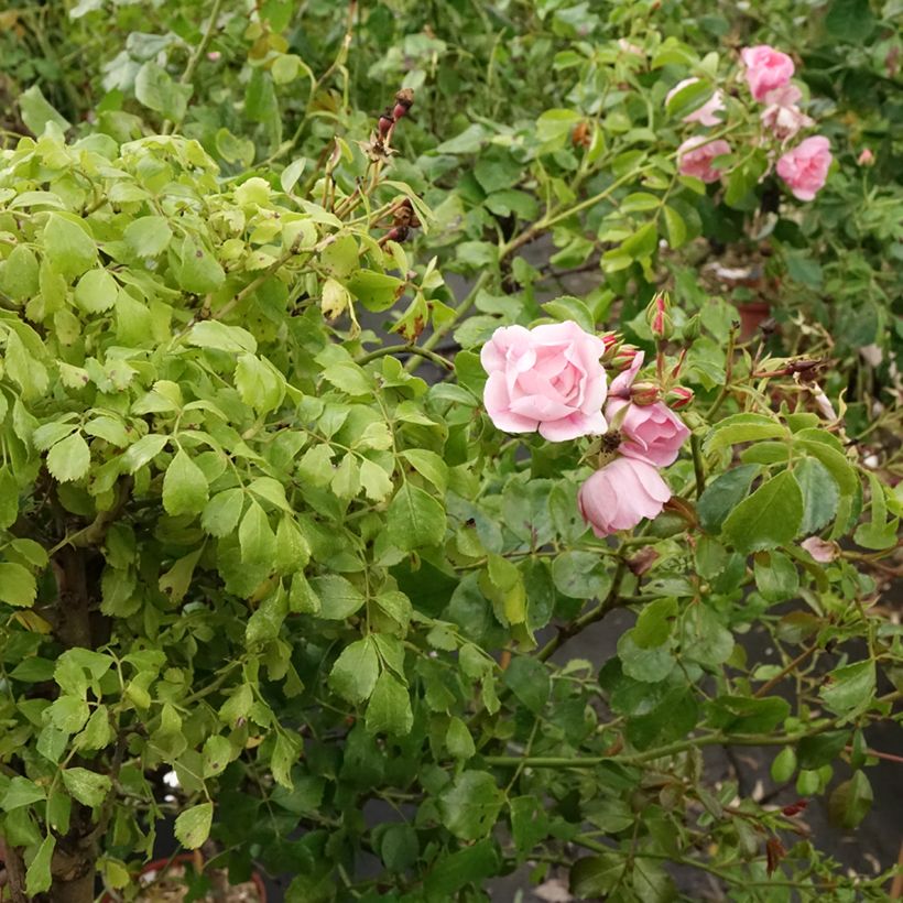 Rosa ad alberello Mareva (Porto)