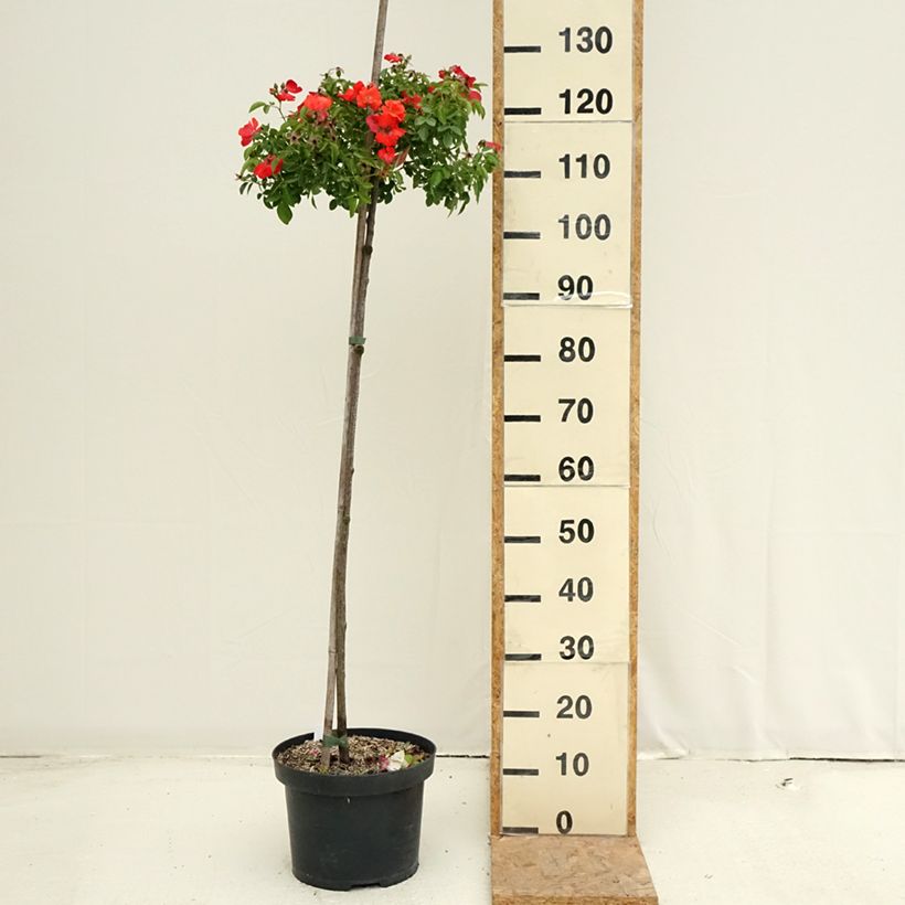 Esemplare di Rosa ad alberello Isalia Vaso da 7,5L/10L, Vaso impalcato consegnato in estate
