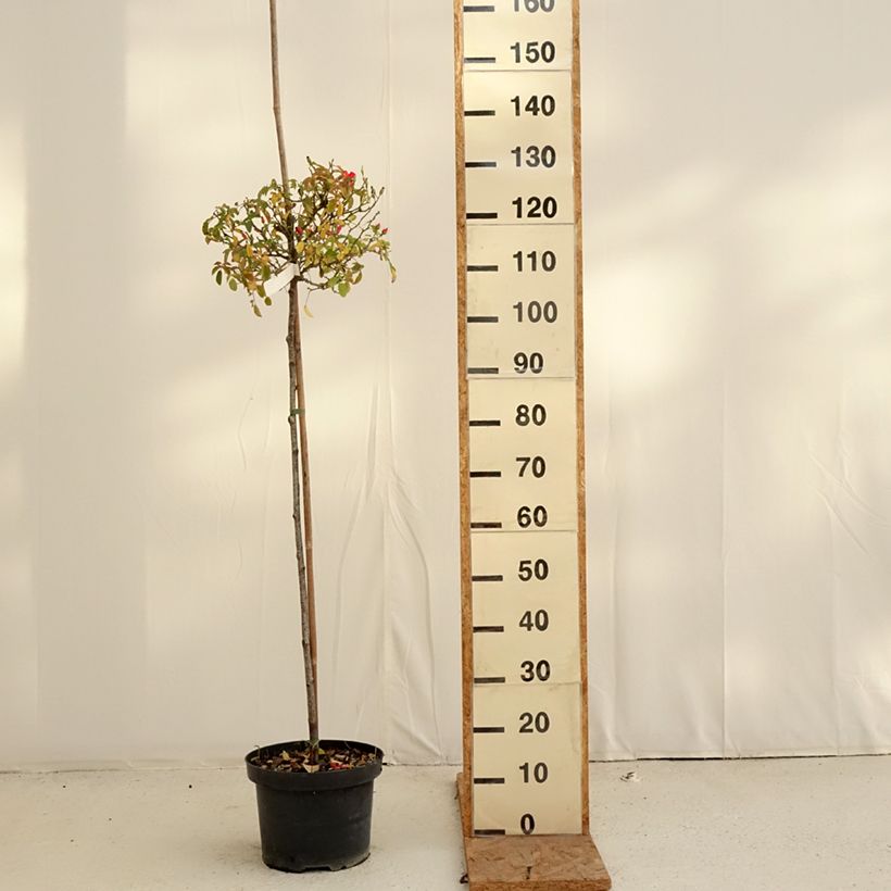 Esemplare di Rosa ad alberello Isalia Vaso da 7,5L/10L, Vaso impalcato come consegnato in autunno