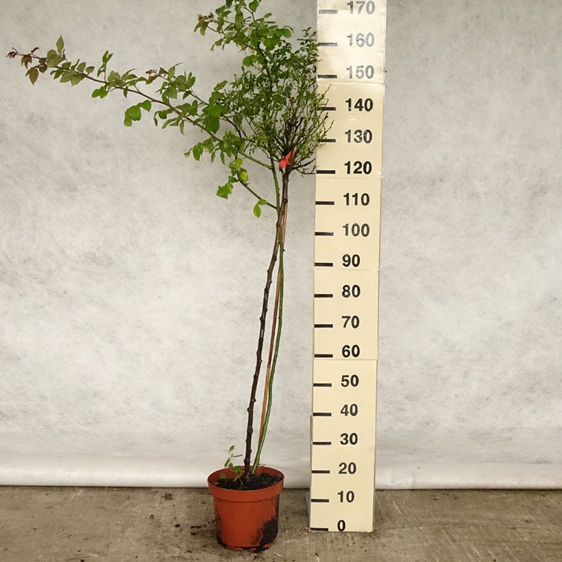 Rosa ad alberello Isalia Vaso da 7,5L/10L, Vaso impalcato esemplare consegnato in primavera