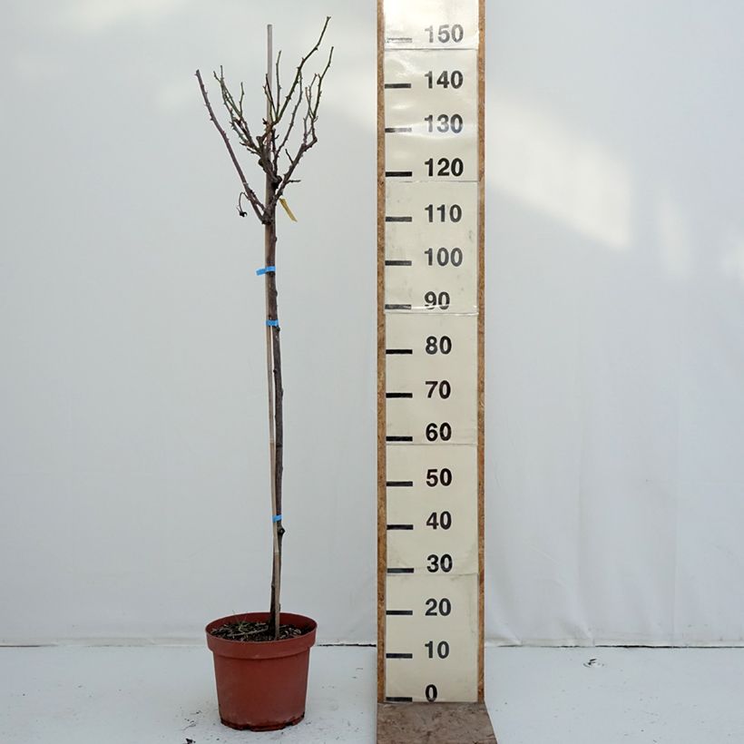 Rosa ad alberello Dominica Intercomdoor Vaso da 7,5L/10L, Vaso impalcato esemplare consegnato in inverno