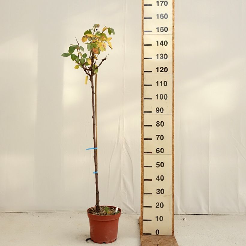 Esemplare di Rosa ad alberello Dominica Intercomdoor Vaso da 7,5L/10L, Vaso impalcato come consegnato in autunno