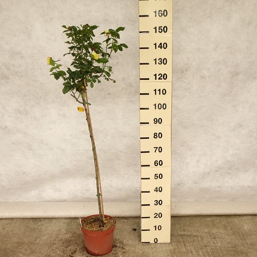 Esemplare di Rosa ad alberello Friesia Koresia Vaso da 7,5L/10L, Vaso impalcato consegnato in estate