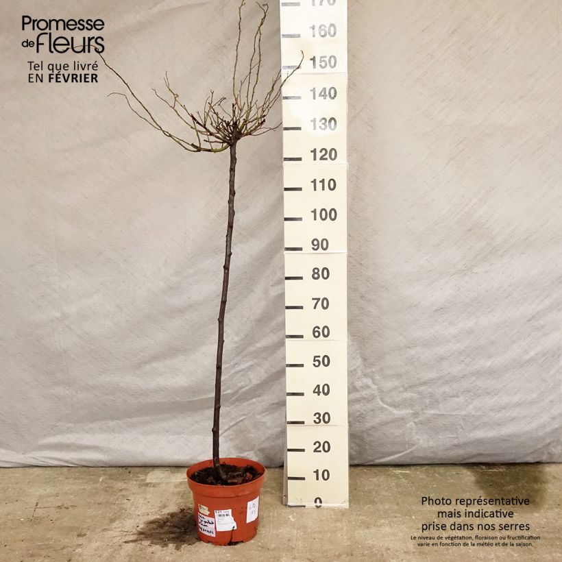 Rosa ad alberello Guirlande d'Amour Vaso da 7,5L/10L esemplare consegnato in inverno