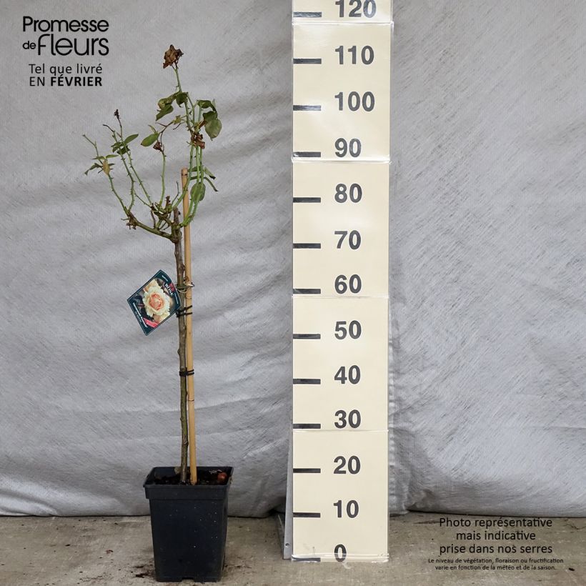 Rosa ad alberello Hansestadt Rostock Vaso da 4L/5L esemplare consegnato in inverno