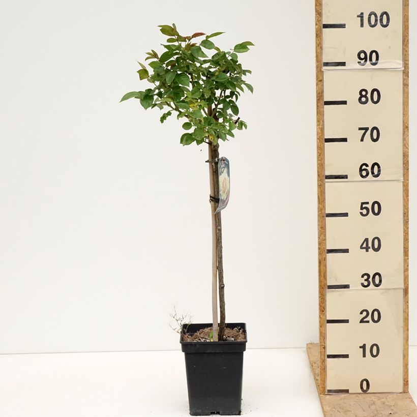 Rosa ad alberello Hansestadt Rostock Vaso da 4L/5L, Vaso impalcato esemplare consegnato in primavera