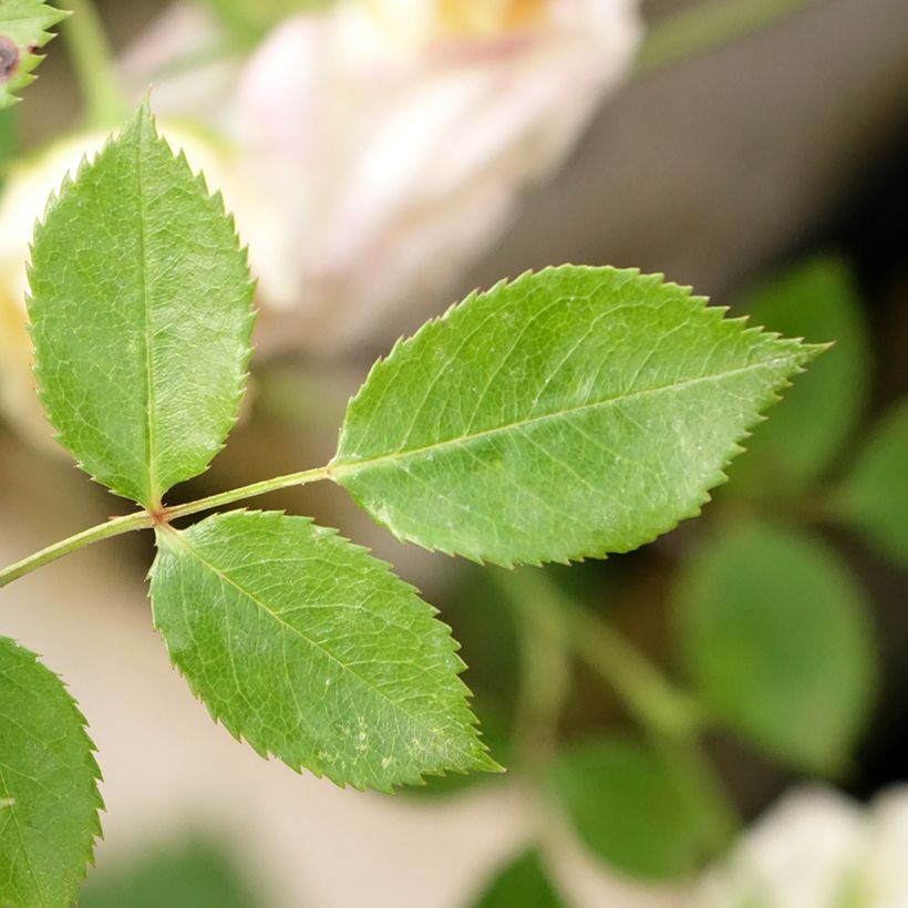 Rosa ad alberello Honeymilk (Fogliame)