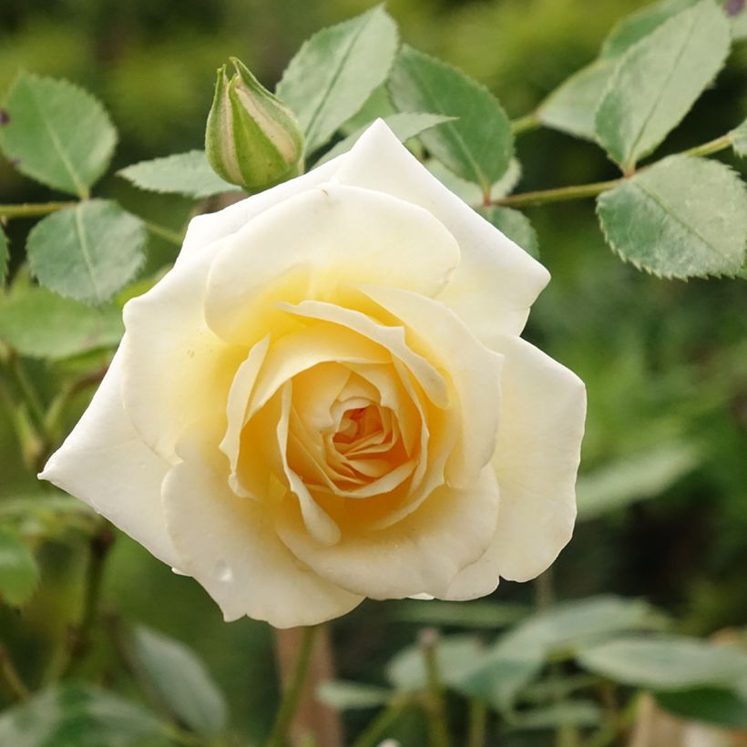 Rosa ad alberello Honeymilk (Fioritura)