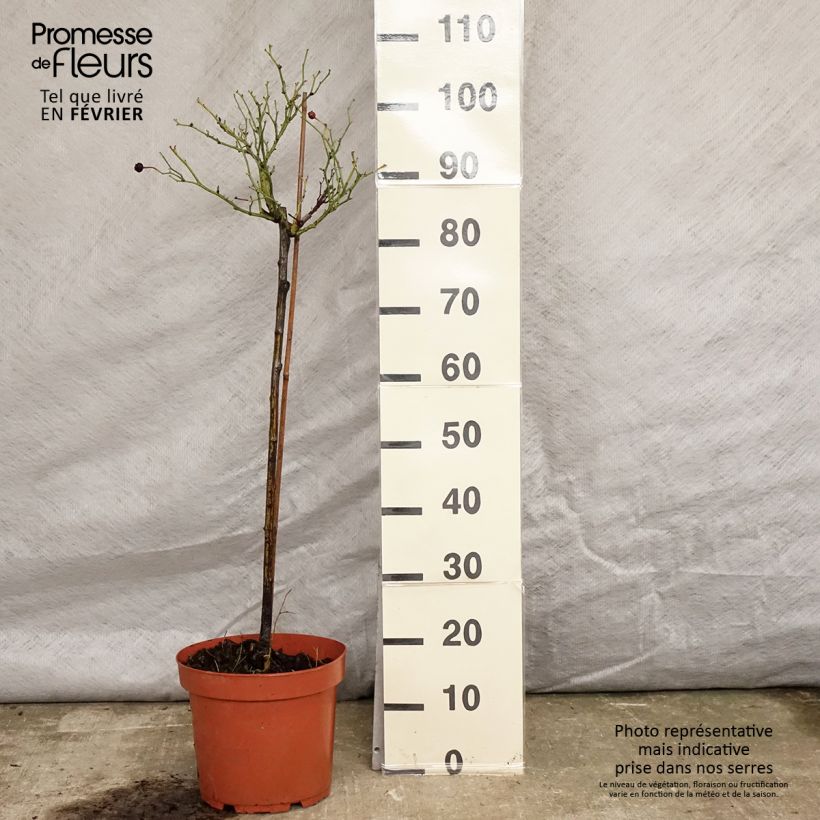 Rosa ad alberello Honeymilk Vaso da 7,5L/10L esemplare consegnato in inverno