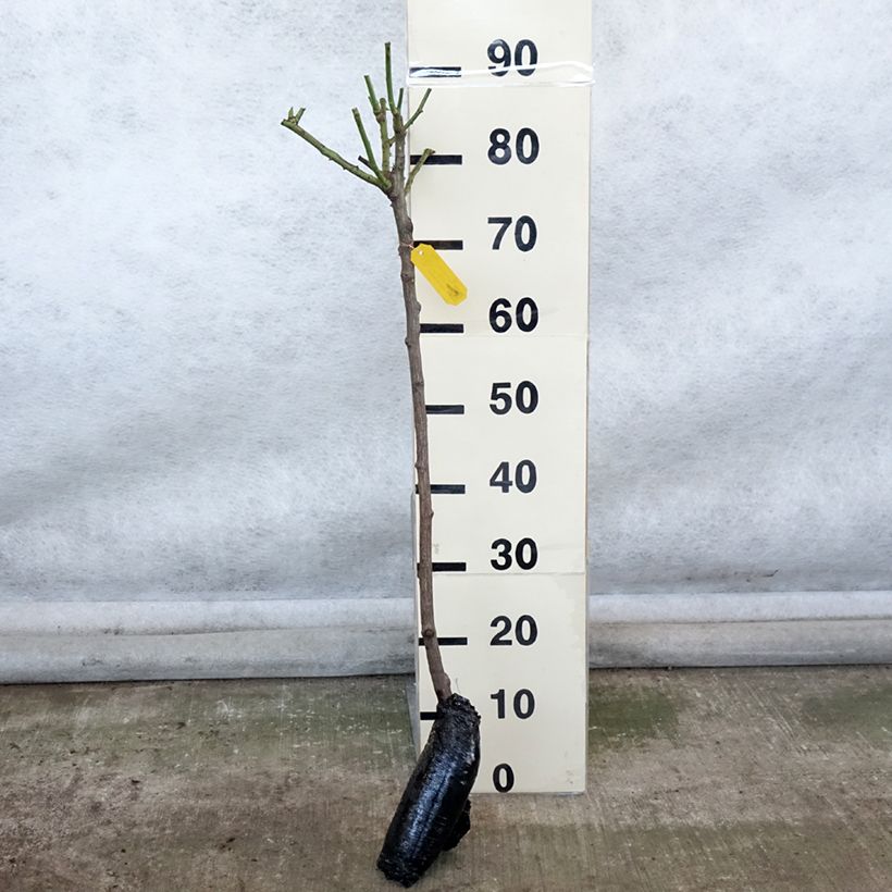 Rosa ad alberello Iceberg Piante grandi a radice nuda, Vaso impalcato esemplare consegnato in inverno