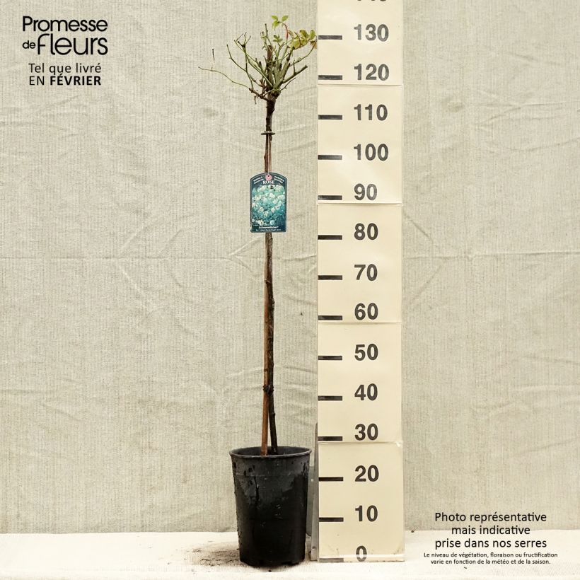 Rosa ad alberello Iceberg Vaso da 7,5L/10L esemplare consegnato in inverno