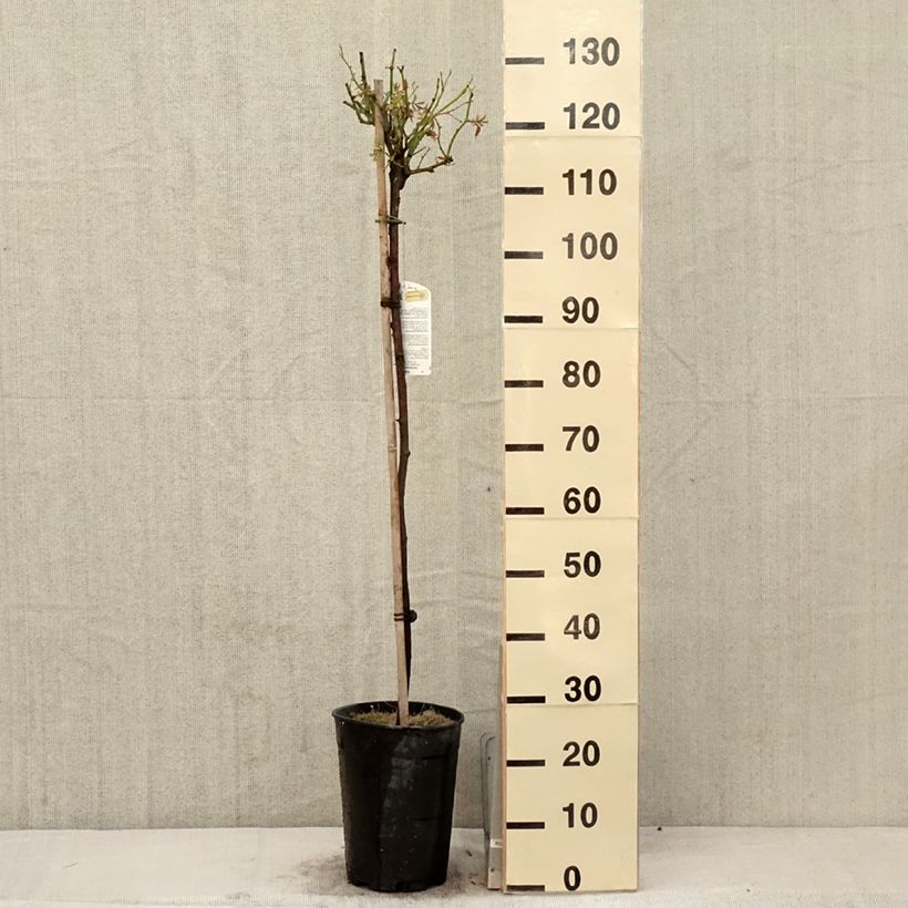 Rosa ad alberello Iceberg Vaso da 7,5L/10L, Vaso impalcato esemplare consegnato in primavera