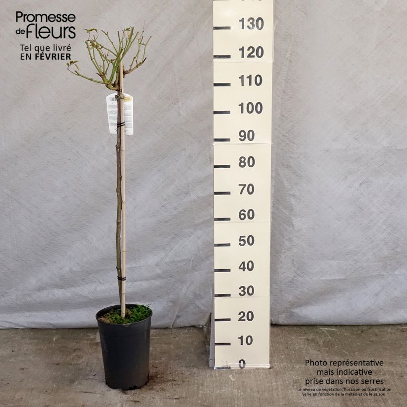 Rosa ad alberello Iceberg Vaso da 7,5L/10L esemplare consegnato in inverno