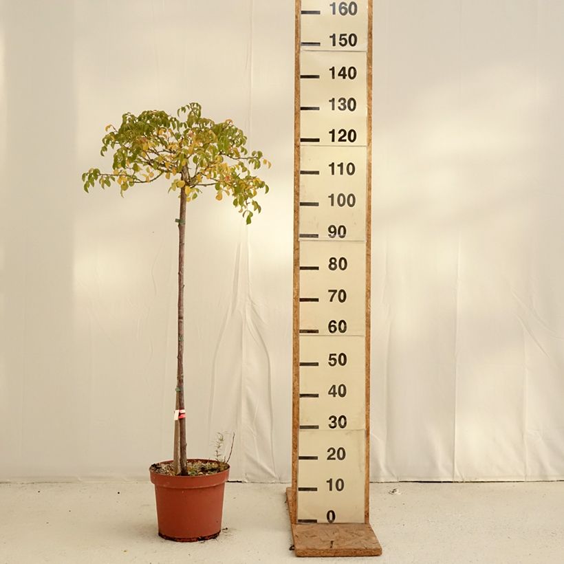 Esemplare di Rosa ad alberello Sorrento (Kadora) Vaso da 7,5L/10L, Vaso impalcato come consegnato in autunno