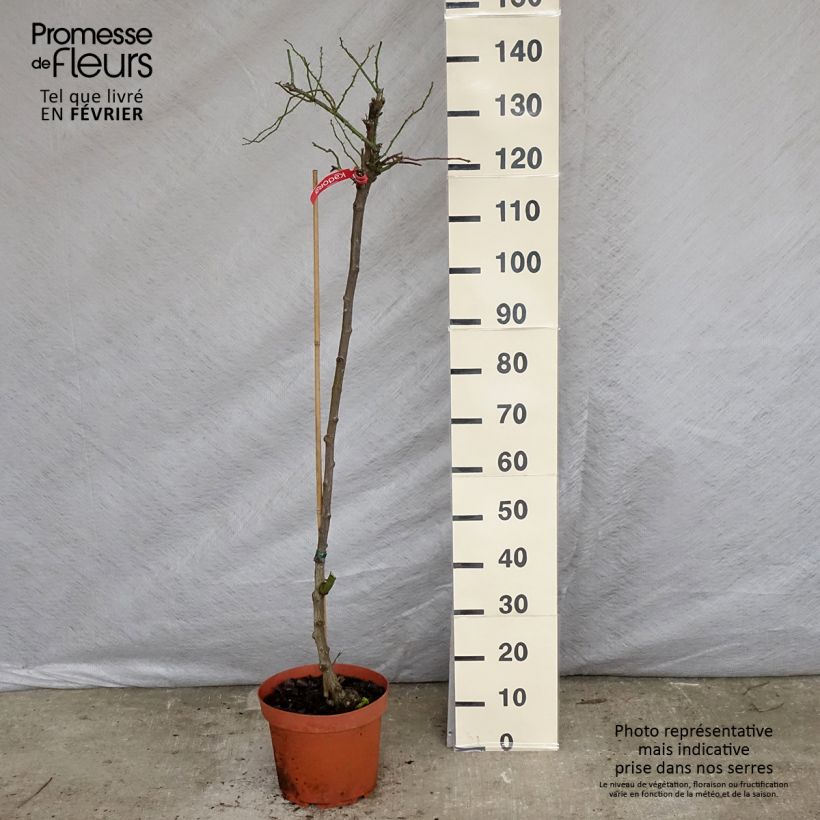 Rosa ad alberello Sorrento (Kadora) Vaso da 7,5L/10L esemplare consegnato in inverno