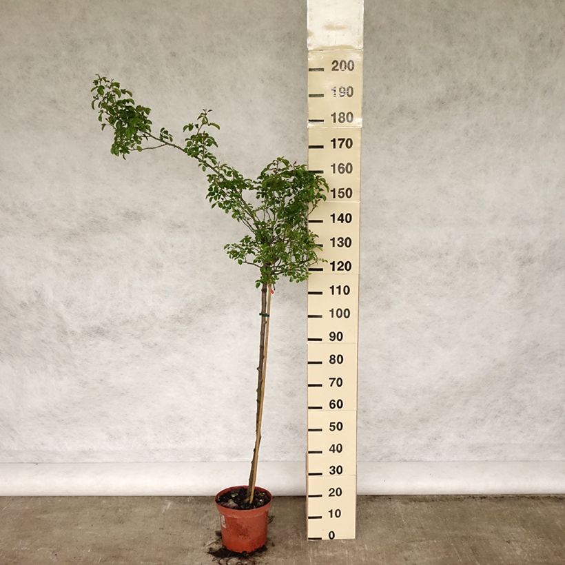 Rosa ad alberello Sorrento (Kadora) Vaso da 7,5L/10L, Vaso impalcato esemplare consegnato in primavera