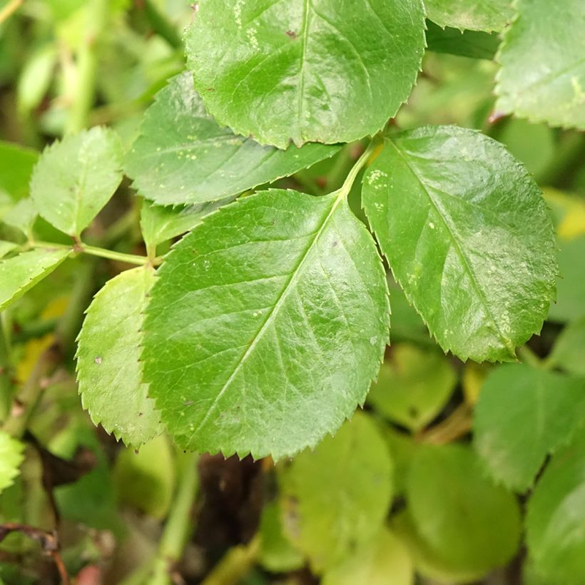 Rosa ad alberello Sorrento (Kadora) (Fogliame)