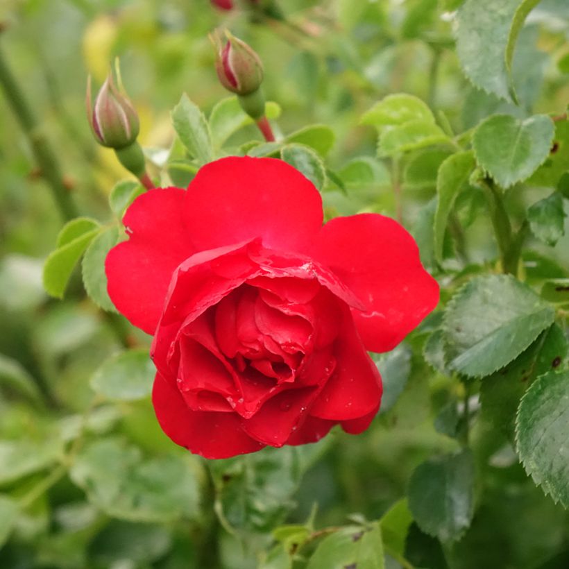 Rosa ad alberello Sorrento (Kadora) (Fioritura)