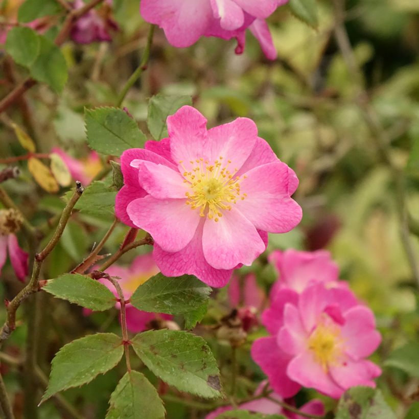 Rosa ad alberello Lavender Dream (Fogliame)