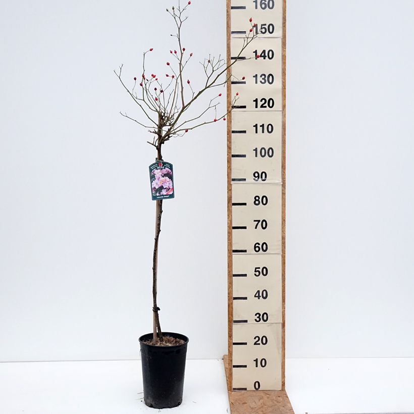 Esemplare di Rosa ad alberello Lavender Dream Vaso da 7,5L/10L, Vaso impalcato come consegnato in autunno