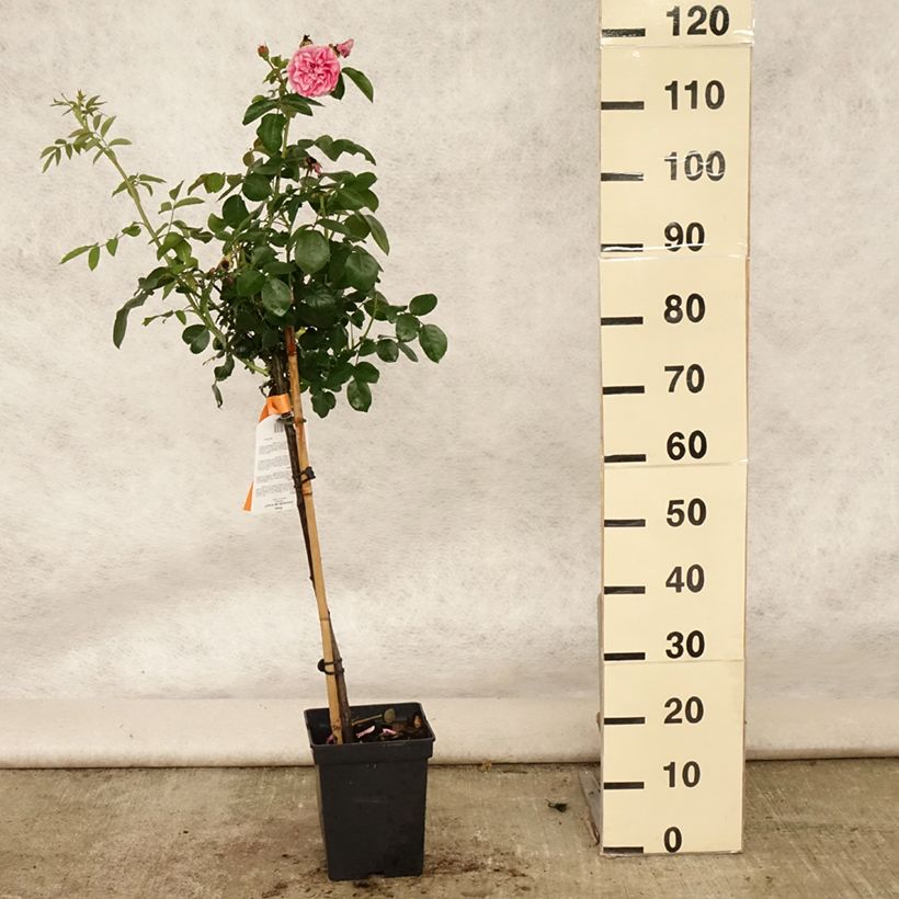 Esemplare di Rosa ad alberello Leonardo da Vinci 'Meideauri' Vaso da 4L/5L, Vaso impalcato consegnato in estate