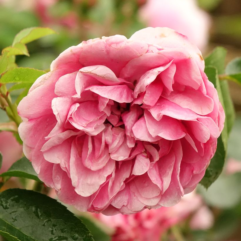 Rosa ad alberello Leonardo da Vinci 'Meideauri' (Fioritura)