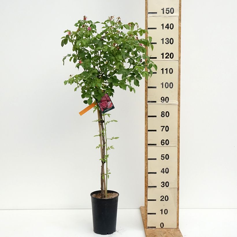 Esemplare di Rosa ad alberello Leonardo da Vinci 'Meideauri' Vaso da 7,5L/10L consegnato in estate