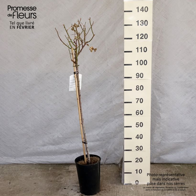 Rosa ad alberello Minerva Vaso da 7,5L/10L, Vaso impalcato esemplare consegnato in inverno