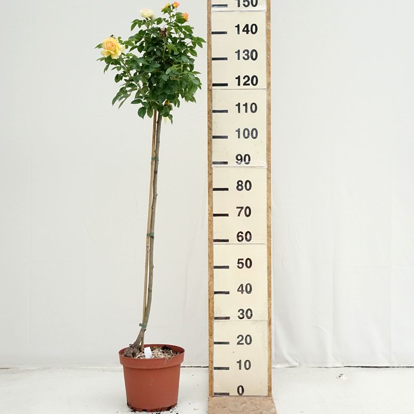 Esemplare di Rosa ad alberello Mythique Vaso da 7,5L/10L, Vaso impalcato consegnato in estate
