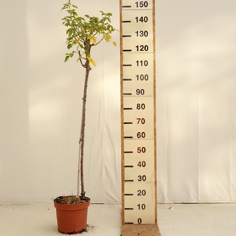 Esemplare di Rosa ad alberello Mythique Vaso da 7,5L/10L, Vaso impalcato come consegnato in autunno