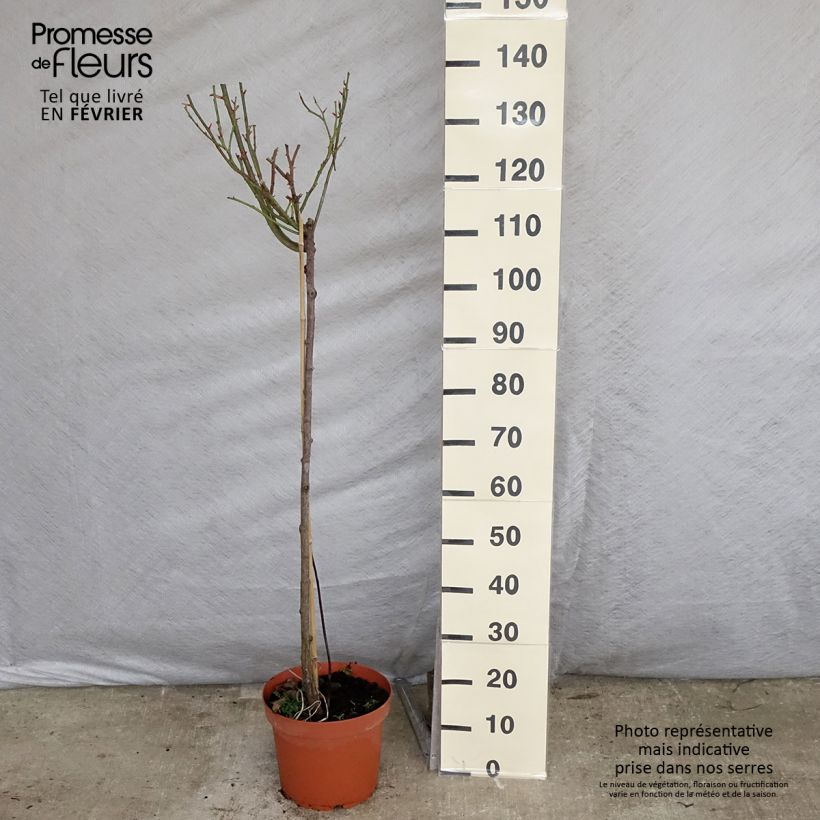 Rosa ad alberello Nostalgie Vaso da 6L/7L esemplare consegnato in inverno