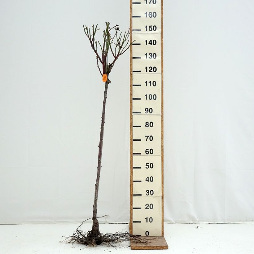 Rosa ad alberello Oriental Peace Piante grandi a radice nuda, Vaso impalcato esemplare consegnato in inverno