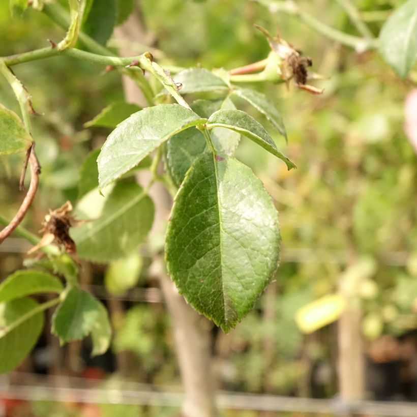 Rosa ad alberello Magic Meillandecor (Fogliame)