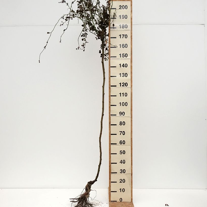 Rosa ad alberello Magic Meillandecor Piante grandi a radice nuda esemplare consegnato in inverno