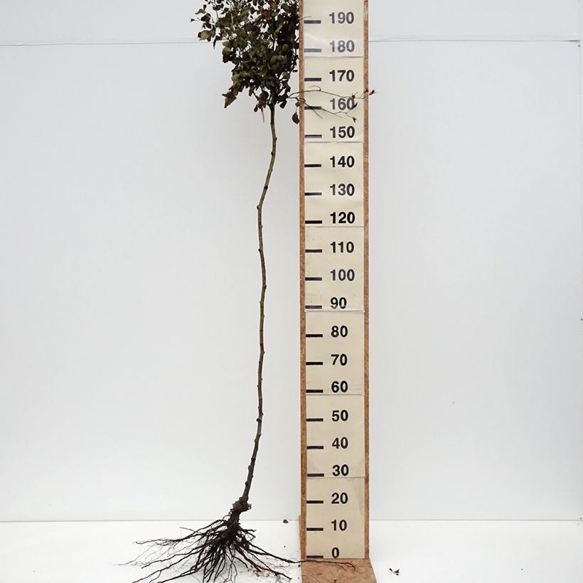 Rosa ad alberello Scarlet Meillandecor Piante grandi a radice nuda esemplare consegnato in inverno