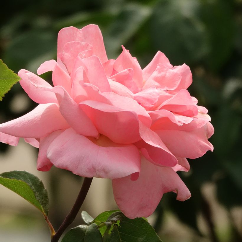 Rosa ad alberello Queen Elisabeth (Fioritura)