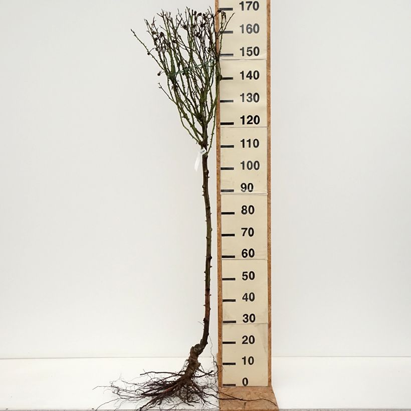 Rosa ad alberello Rochemenier Village Piante piccole a radice nuda esemplare consegnato in inverno