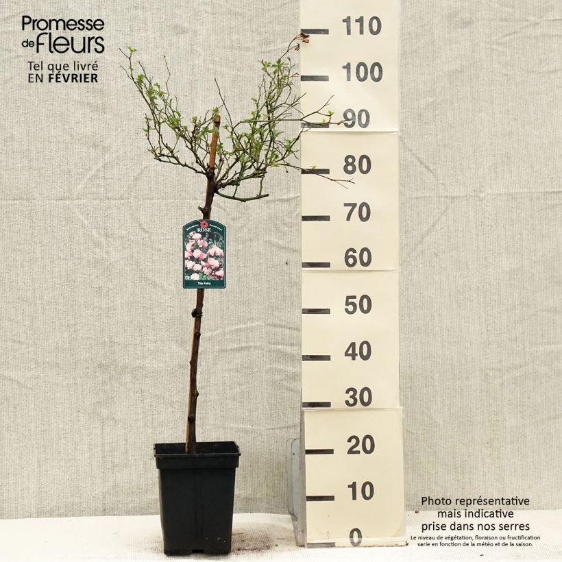 Rosa ad alberello The Fairy Vaso da 7,5L/10L esemplare consegnato in inverno