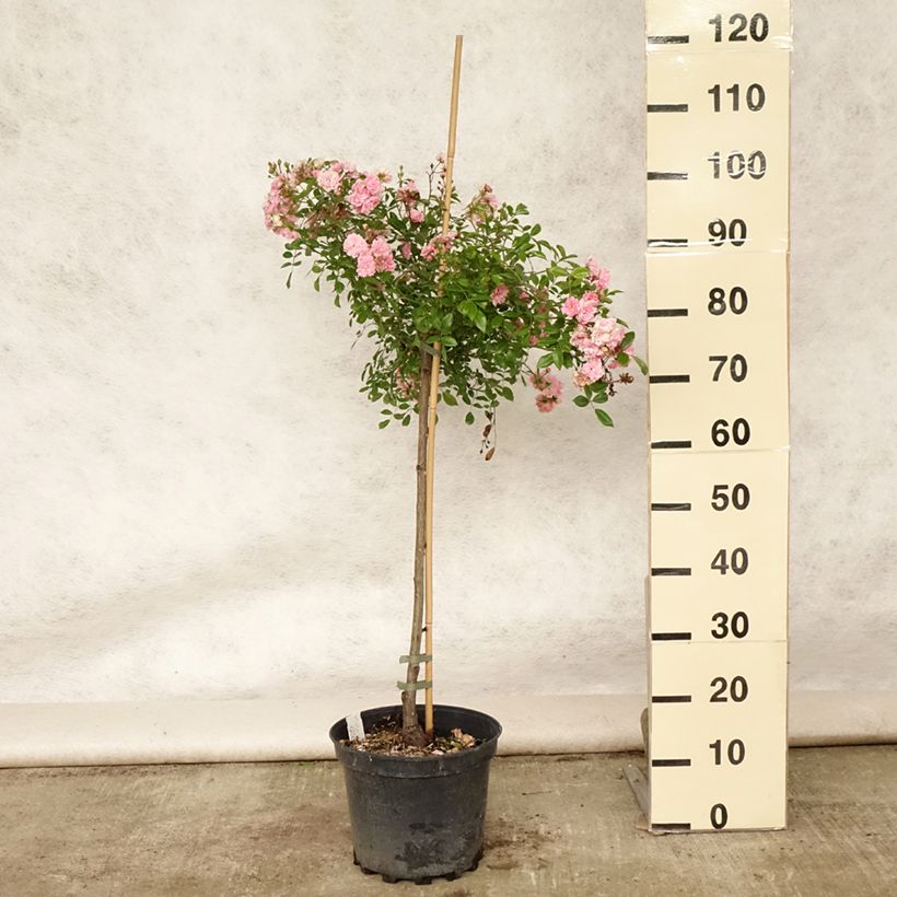 Esemplare di Rosa ad alberello The Fairy Vaso da 4L/5L, Vaso impalcato consegnato in estate