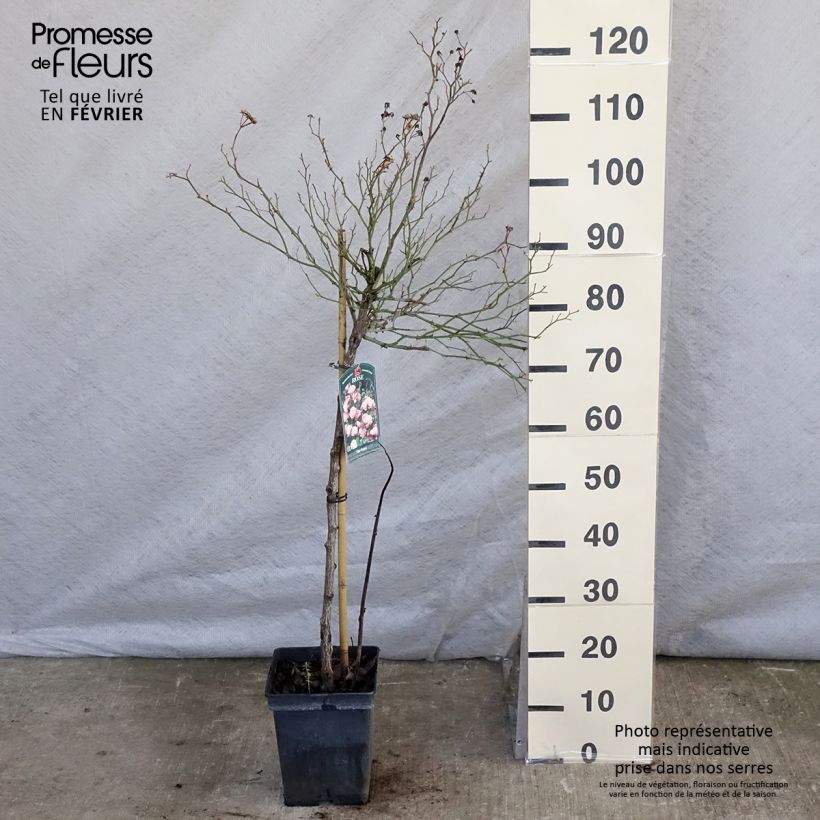 Rosa ad alberello The Fairy Vaso da 4L/5L esemplare consegnato in inverno