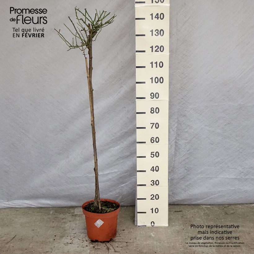 Rosa ad alberello Toscana Vaso da 4L/5L, Vaso impalcato esemplare consegnato in inverno