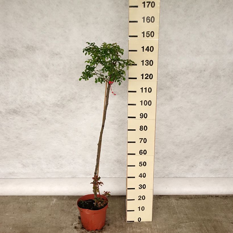 Rosa ad alberello Toscana Vaso da 4L/5L, Vaso impalcato esemplare consegnato in primavera