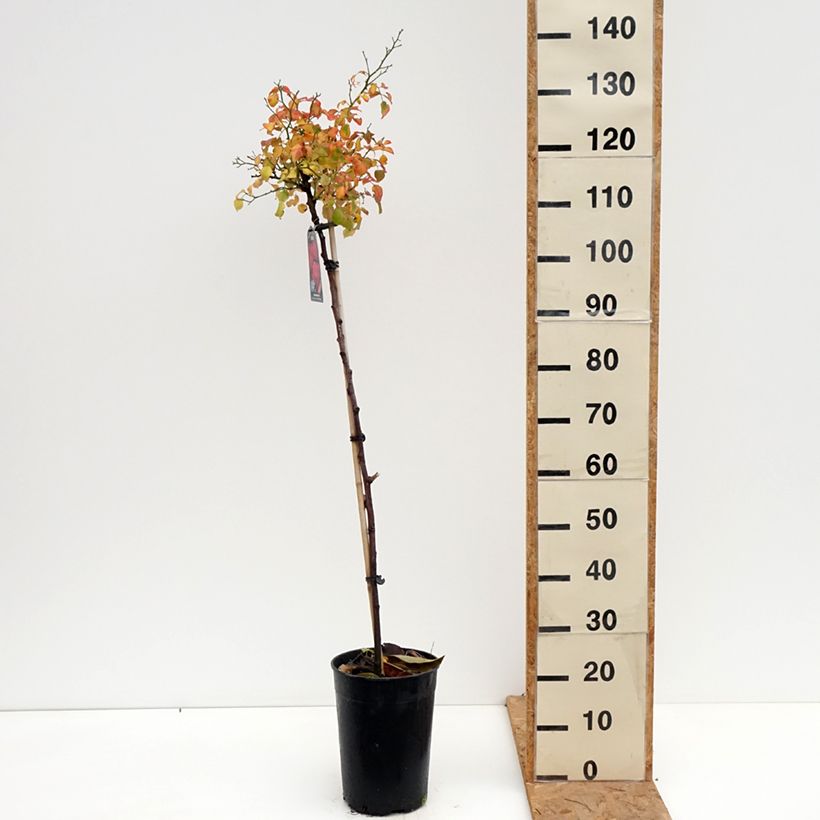 Esemplare di Rosa ad alberello Toscana Vaso da 4L/5L, Vaso impalcato come consegnato in autunno