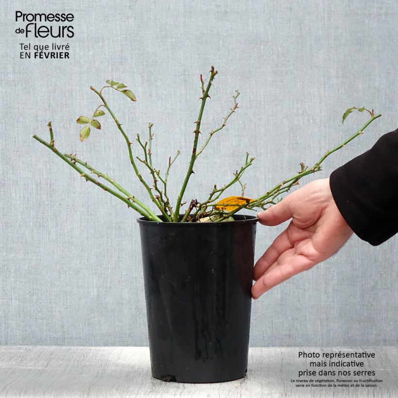 Rosa polyantha Toscana / Gärtnerfreude Vaso da 3L/4L esemplare consegnato in inverno