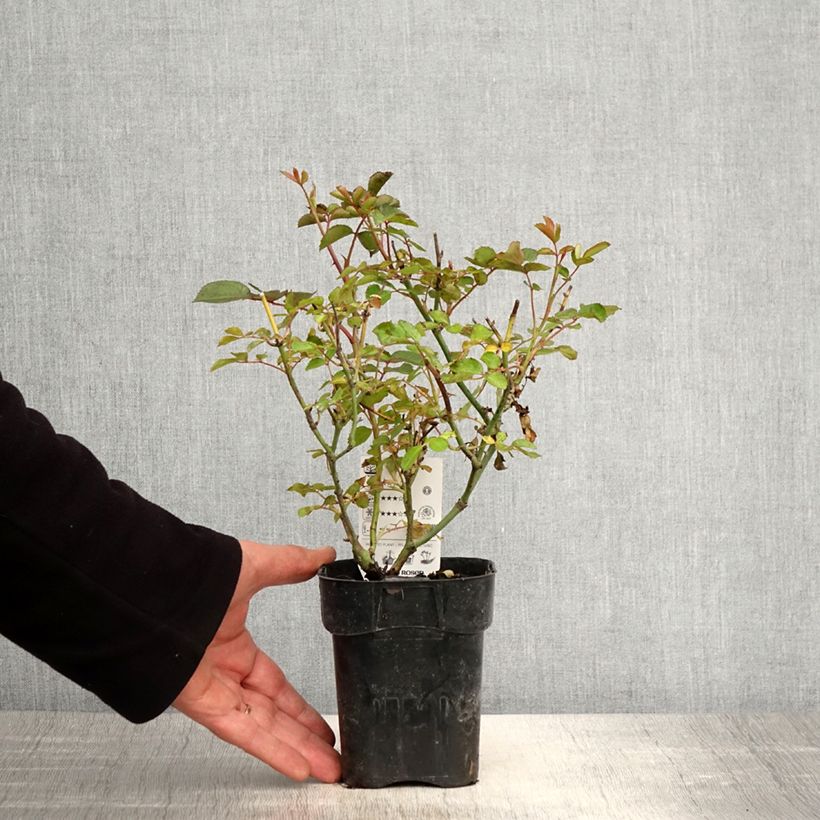 Rosa Urban Streetlight Rekord Cubana Vaso da Ø 10 cm/11 cm esemplare consegnato in primavera