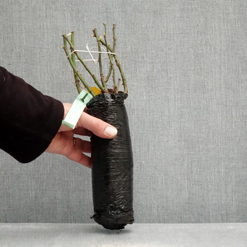 Rosa Urban Streetlight Rekord Cubana Zolla a radice nuda esemplare consegnato in inverno