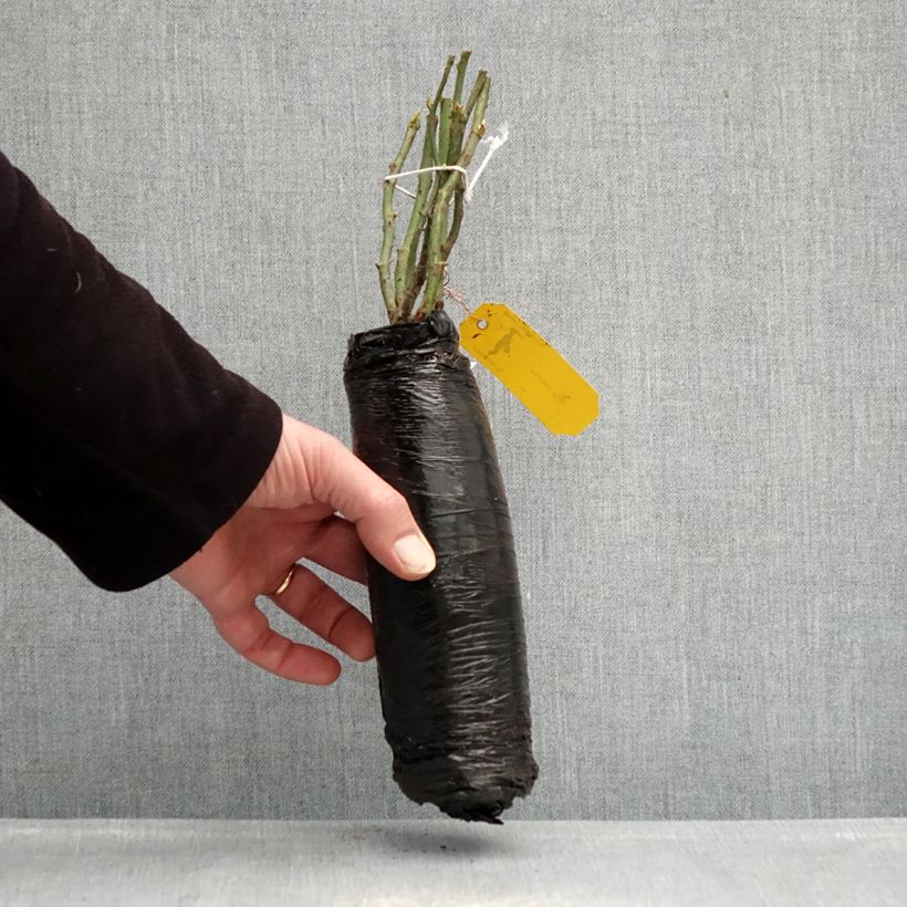 Rosa Urban Streetlight Rekord Sommerabend Zolla a radice nuda esemplare consegnato in inverno