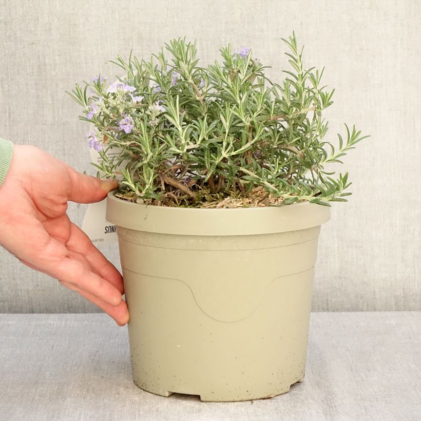 Rosmarinus officinalis Blue Cascade - Rosmarino Vaso da 3L/4L esemplare consegnato in inverno
